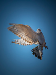 white dove, dove wings, sky birds, wings, bird, Pigeon,