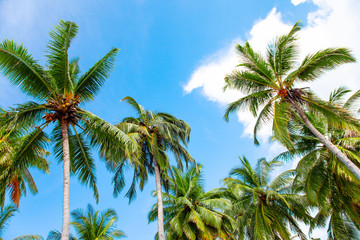 Palm, Water and Beach View on Maldive Coast