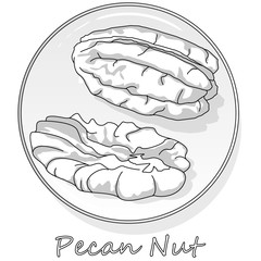 Pecan nut isolated on white background. Vector illustration. Monochrome pecan image.