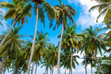 Fototapeta na wymiar Palm, Water and Beach View on Maldive Coast