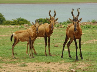 Rote Kuhantilopen 501