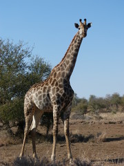 Girafe