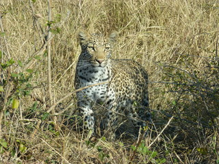 Leopard