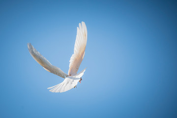 white dove, dove wings, sky birds, wings, bird, Pigeon,