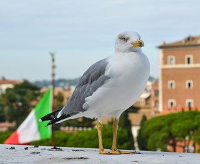 Big seagull sitting on concrete border
