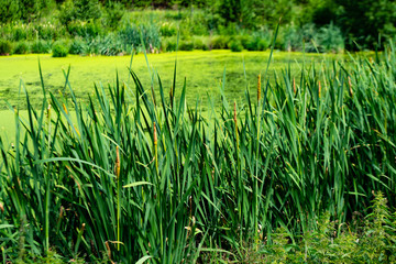 The surface of the water is covered with algae. Nature with forest pond and swamp
