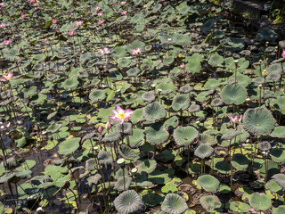 Beautiful blooming lotus flower. In the Ubud lake, Indonesia.