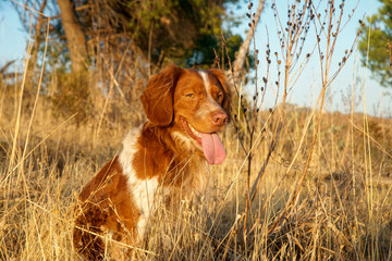 perro de raza bretón español utilizado para cacería de aves