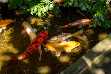 Large koi in dappled sunlight