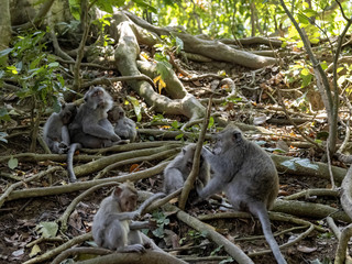 Resting Family Long-tailed Macaque, Macaca fascicularis. Ubud, Indonesia.