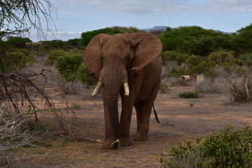 Fototapeta na wymiar Elefant, Big five