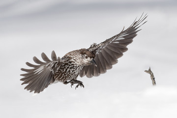 The spotted nutcracker in flight (Nucifraga caryocatactes)