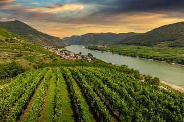 Green vineyard landscape in Wachau valley with the river Danube and town Spitz on a sunset. Lower...