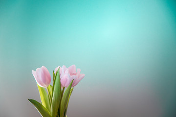 Fresh pale pastel pink tulip flowers against pale Aqua Mente turquoise to Tiffany blue green background