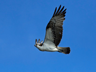 Osprey (Pandion haliaetus)