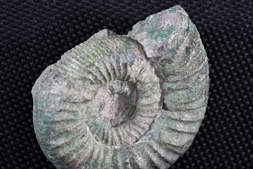 Ammonite is a fossilization of a squid enclosure, photographed with macro lens in studio