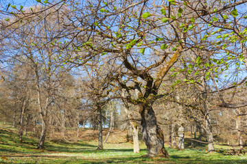 Fototapeta premium Spring green leaves