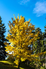 Baum mit leuchtend gelben Herbst Blättern im Wald