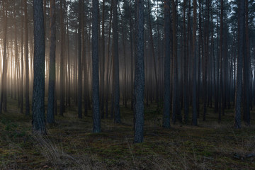 Foggy morning on the edge of the forest