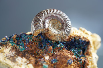 Ammonite is a fossilization of a squid enclosure, photographed with macro lens in studio
