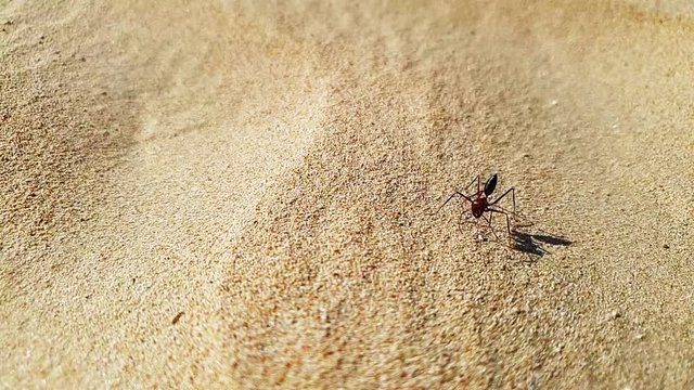 small little sand spider in the Desert by Quadra Lake