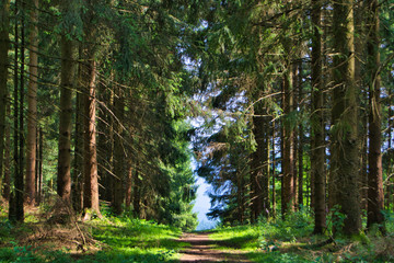 Waldpfad mit viel grün und hohen Tannen bei einer näher kommenden Lichtung