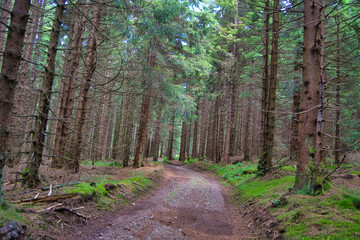 Nadelwald mit Moos - Großer Waldpfad