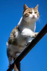 White-brown cat on iron construction on blue background