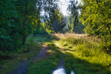 Lichtung im Wald bei einem Wanderweg Pfad