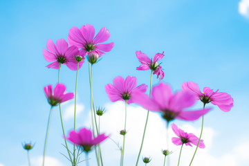 Cosmos sulphureus, Mexican Aster,Beautiful garden landscape, colorful blooming flowers,Pink flower.With blue sky