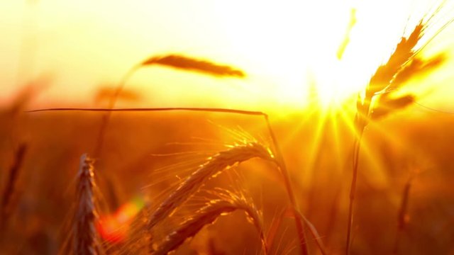 sunset. rain drops on the ear of wheat.