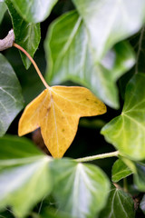 Yellow leaf of Common Ivy (hedera helix) among green ones