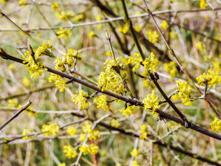 Closeup of European cornel (Cornus mas) flowers in spring
