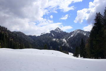 Fototapeta premium snowy landscape in winter