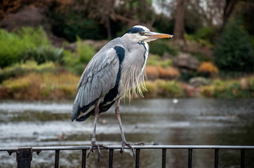 Close-up of a heron near a pond