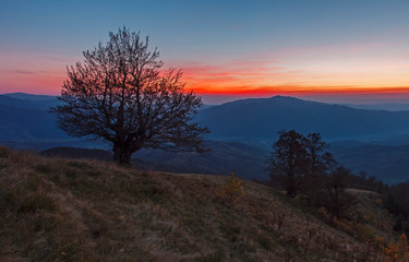 Fototapeta na wymiar Fine evening in the autumn Carpathians. The tree silhouette with naked branches stands out against a beautiful decline clearly. Mountain landscape with juicy shades of blue, yellow and orange colors. 