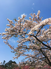 Fototapeta premium Cherry blossoms in Alishan, Taiwan