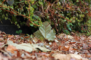 Foliage decays in autumn on the ground close up