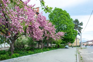 Sakura blossom on the streets of Mukachevo, Ukraine