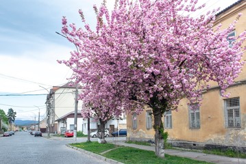 Sakura blossom on the streets of Mukachevo, Ukraine