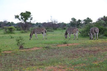 Fototapeta premium Zebra in South Africa