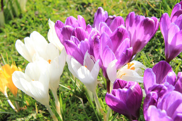 Purple and white crocuses