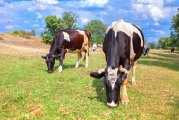Fototapeta na wymiar pasture with domestic grazing cows
