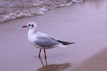 Seagull