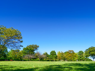 青空と緑の公園