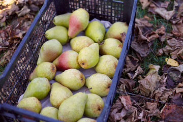Freshly harvested juicy flavorful yellow pears in plastic crates. Small farm concept. Free space for text . Flat lay. Top view