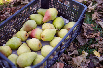 Freshly harvested juicy flavorful yellow pears in plastic crates. Small farm concept. Free space for text . Flat lay. Top view