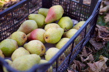 Freshly harvested juicy flavorful yellow pears in plastic crates. Small farm concept. Free space for text . Flat lay. Top view