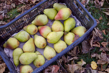Freshly harvested juicy flavorful yellow pears in plastic crates. Small farm concept. Free space for text . Flat lay. Top view