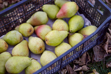 Freshly harvested juicy flavorful yellow pears in plastic crates. Small farm concept. Free space for text . Flat lay. Top view